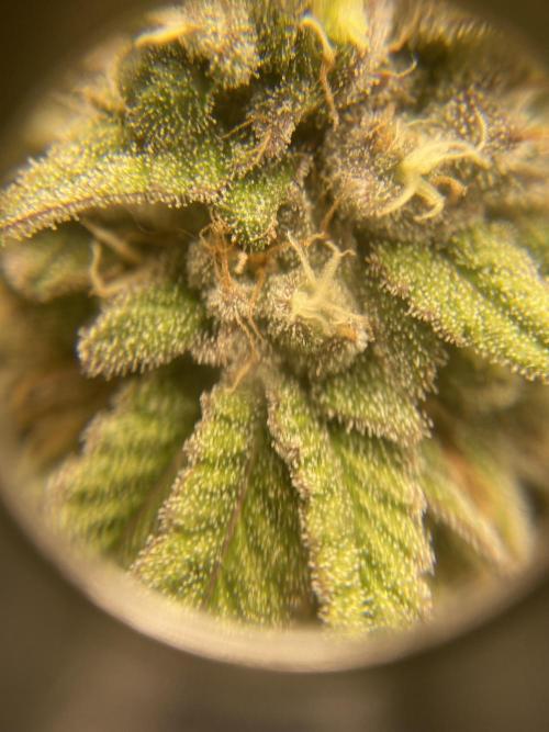 Jamaican Pearl. Week 17