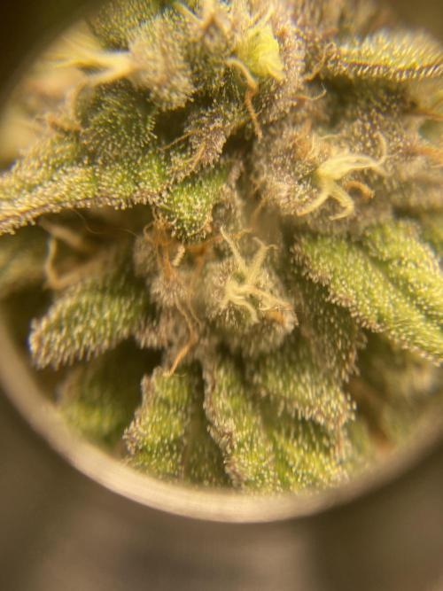 Jamaican Pearl. Week 17