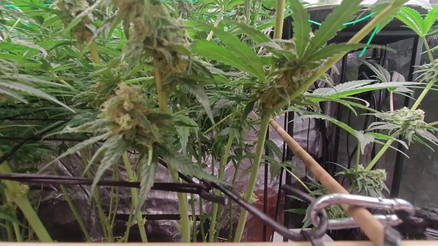 3 Strains (Moved 1 Strain to a new location)