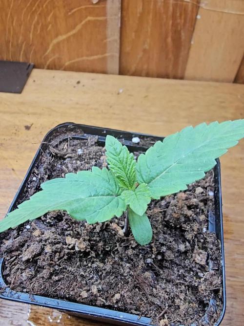 Test Gelato 33, Gelato Kush, Biscotti