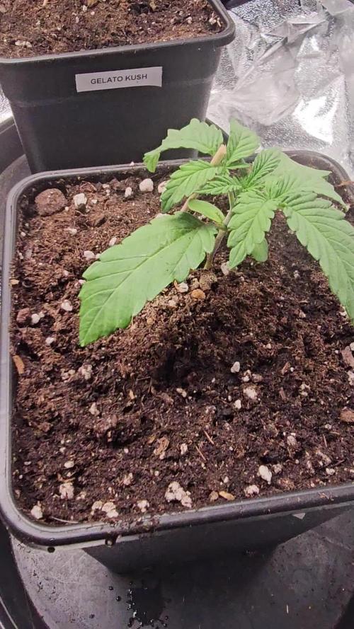 Test Gelato 33, Gelato Kush, Biscotti