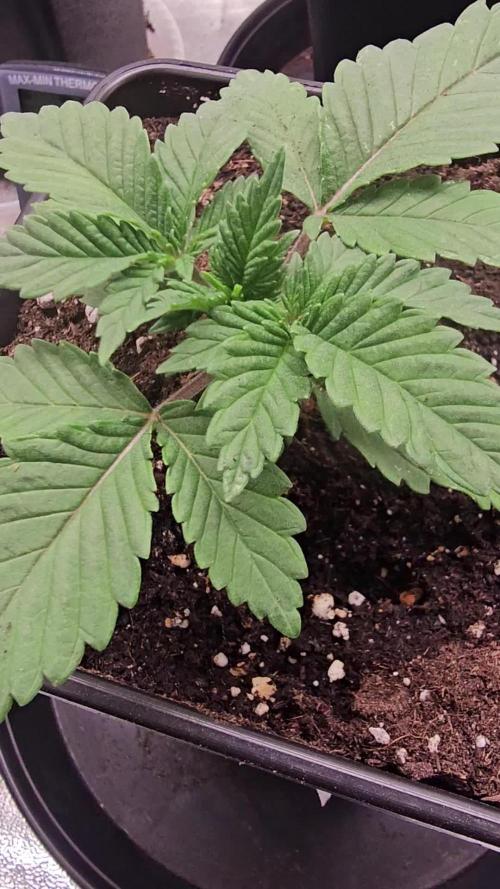 Test Gelato 33, Gelato Kush, Biscotti