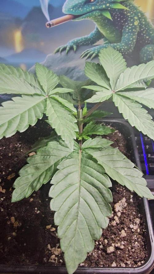 Test Gelato 33, Gelato Kush, Biscotti