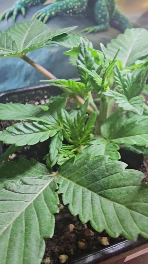 Test Gelato 33, Gelato Kush, Biscotti