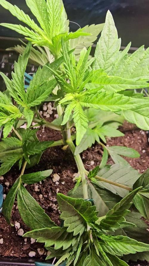 Test Gelato 33, Gelato Kush, Biscotti