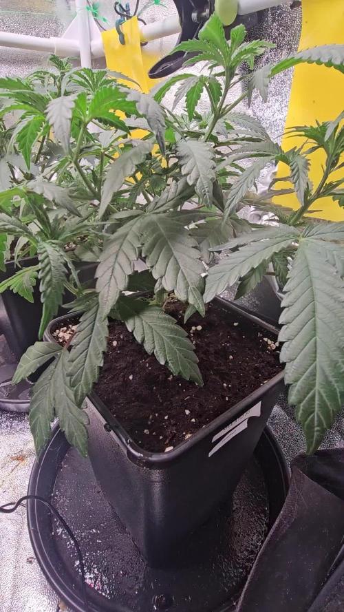 Test Gelato 33, Gelato Kush, Biscotti