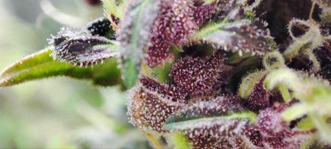 Honey_plant