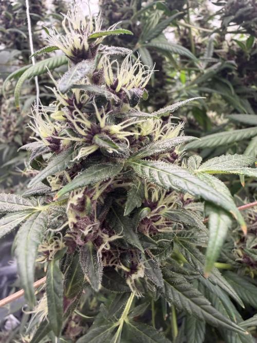 Honey_plant