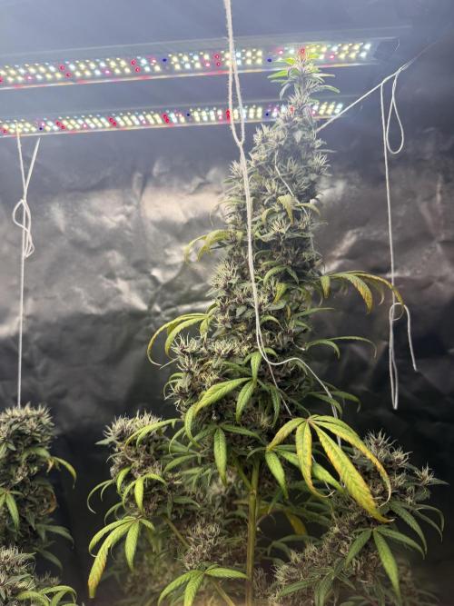 Honey_plant
