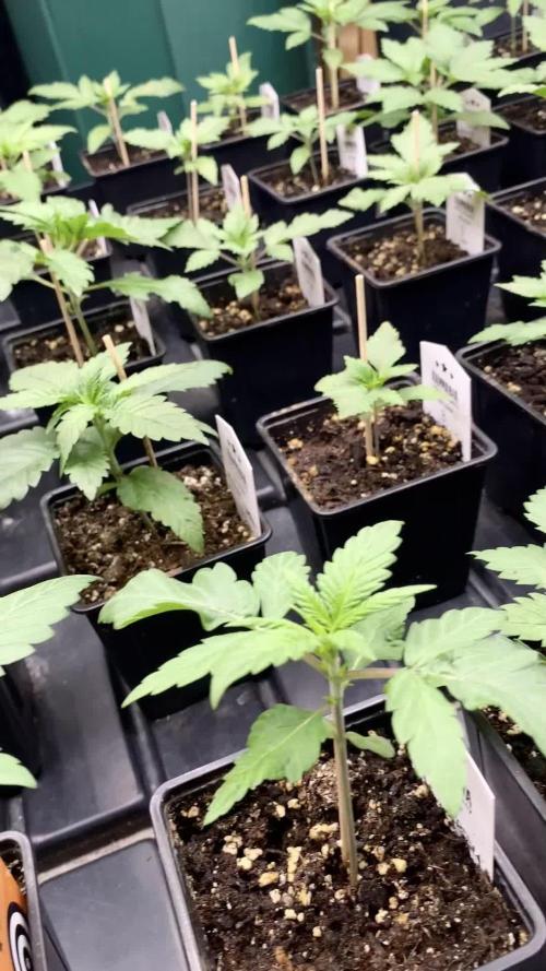 Amnesia Haze Go Fast