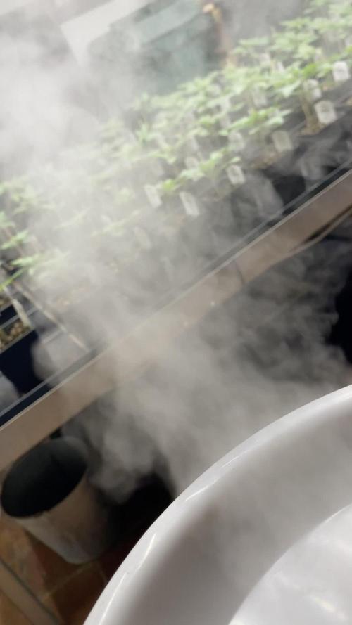 Mimosa Dream by Kannabia