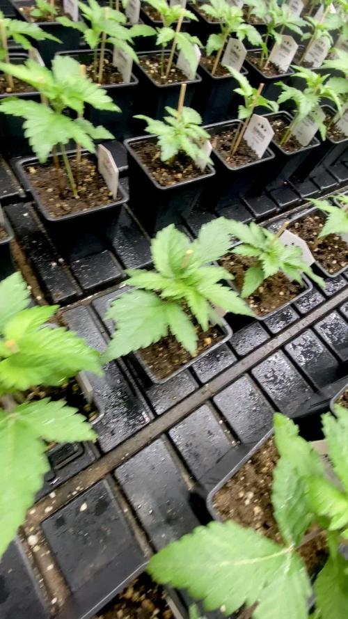 Sunset Sherbet Go Fast