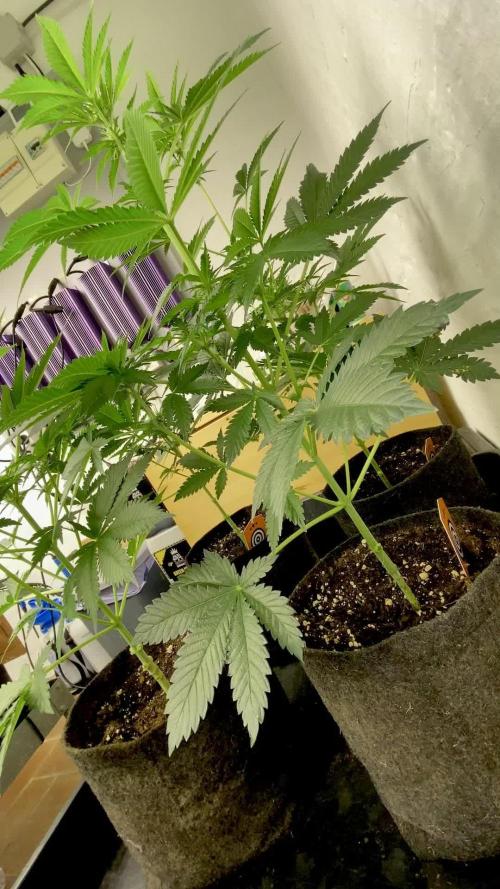 Mexican Sativa