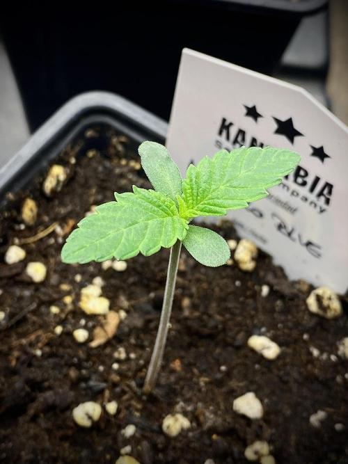 Mataró Blue by Kannabia. Week 2 - Mataró Blue.