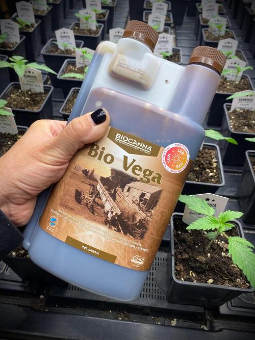 Mataró Blue by Kannabia. Week 2 - Bio Vega.