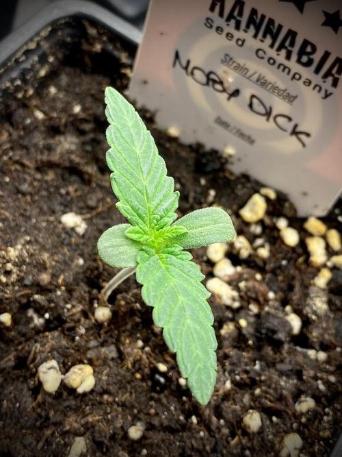 Moby Dick by Kannabia. Week 2 - Moby Dick.