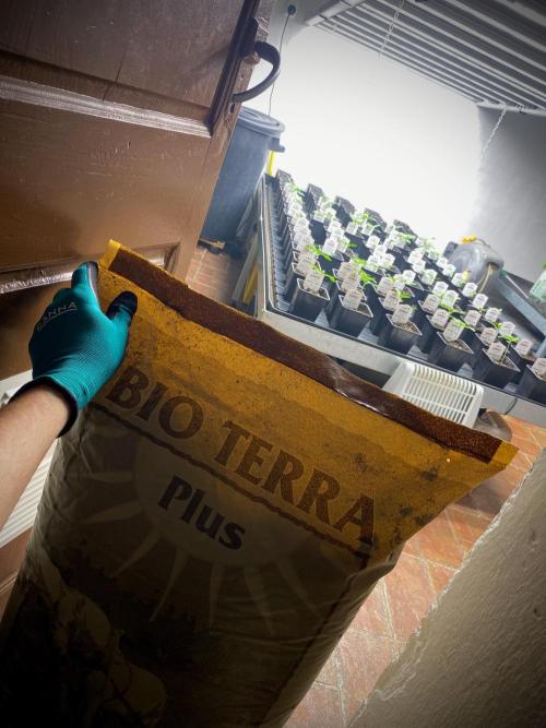 Moby Dick by Kannabia. Week 2 - Bio Terra Plus.