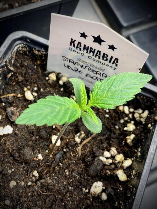 Strawberry Haze Auto by Kannabia. Week 2 - Strawberry Haze Auto.
