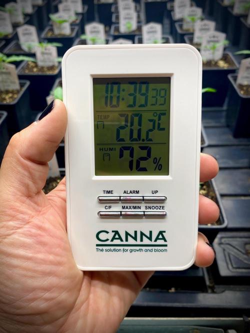 Strawberry Haze Auto by Kannabia. Week 2 - Condiciones de temperatura y humedad.