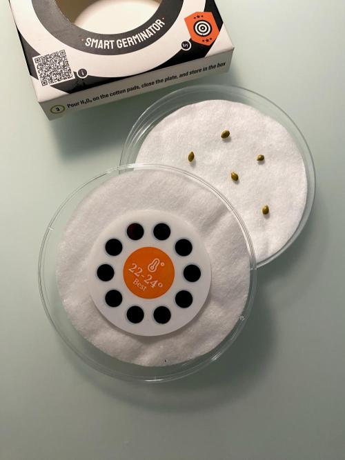 Apple Fritter BioBoost vs Apple Fritter. Week 0 - 5 Semillas Apple Fritter BioBosst.