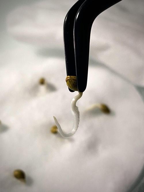 Apple Fritter BioBoost vs Apple Fritter. Week 0 - 48h Después.