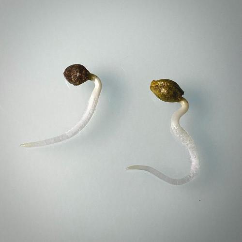 Apple Fritter BioBoost vs Apple Fritter. Week 0 - Comparativa AF vs AF BioBoost.