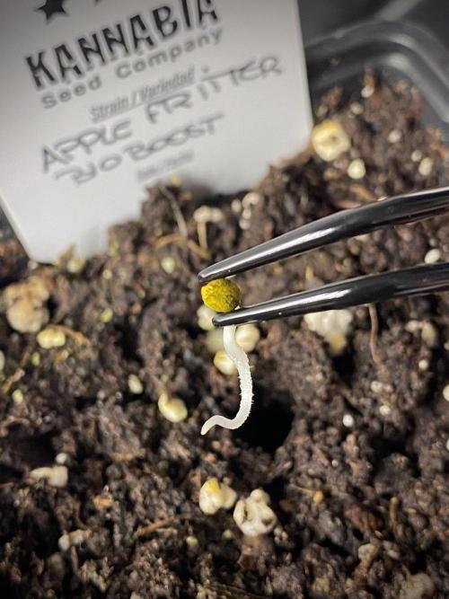 Apple Fritter BioBoost vs Apple Fritter. Week 0 - Plantamos las semillas.