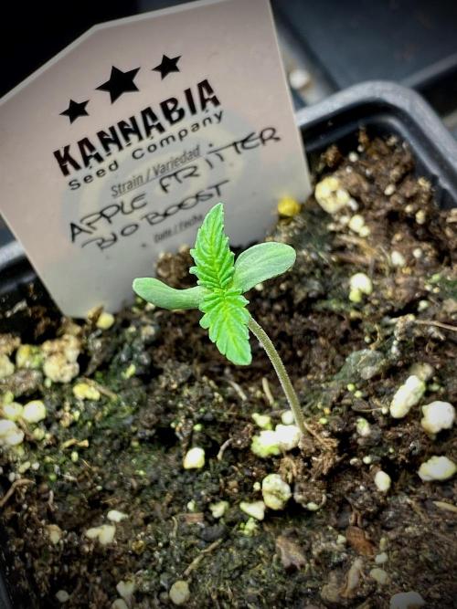 Apple Fritter BioBoost vs Apple Fritter. Week 0 - 5 Días después.