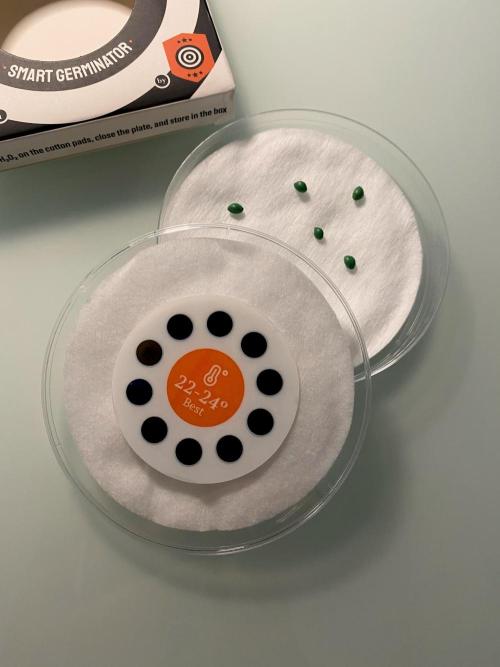 Clementine Slush BioBoost vs Clementine. Week 0 - 5 Semillas Clementine Slush BioBosst.