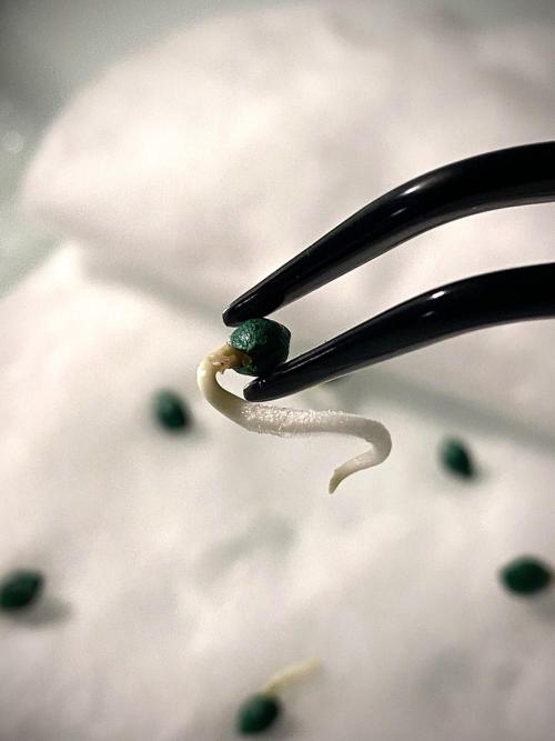 Clementine Slush BioBoost vs Clementine. Week 0 - 48h Después.