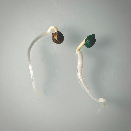 Clementine Slush BioBoost vs Clementine. Week 0 - Comparativa CS vs CS BioBoost.