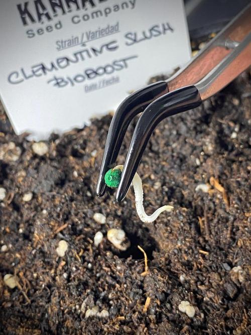 Clementine Slush BioBoost vs Clementine. Week 0 - Plantamos las semillas.