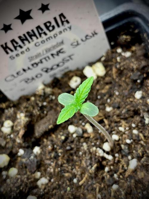 Clementine Slush BioBoost vs Clementine. Week 0 - 5 Días después.