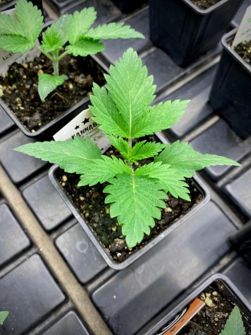 Moby Dick by Kannabia. Week 3 - Moby Dick.