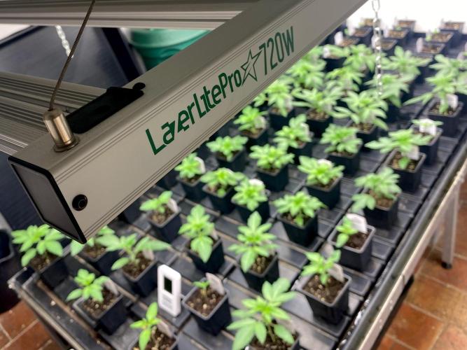 Moby Dick by Kannabia. Week 3 - Nuestro Lazerlite Pro 720w al mínimo.