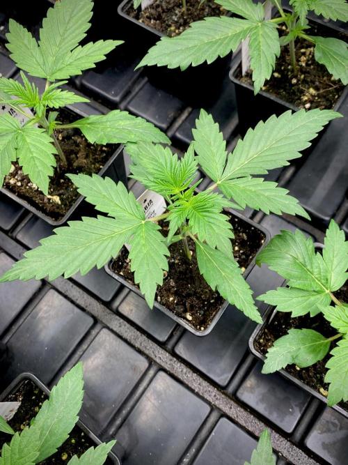 Strawberry Haze Auto by Kannabia. Week 3 - Strawberry Haze Auto.