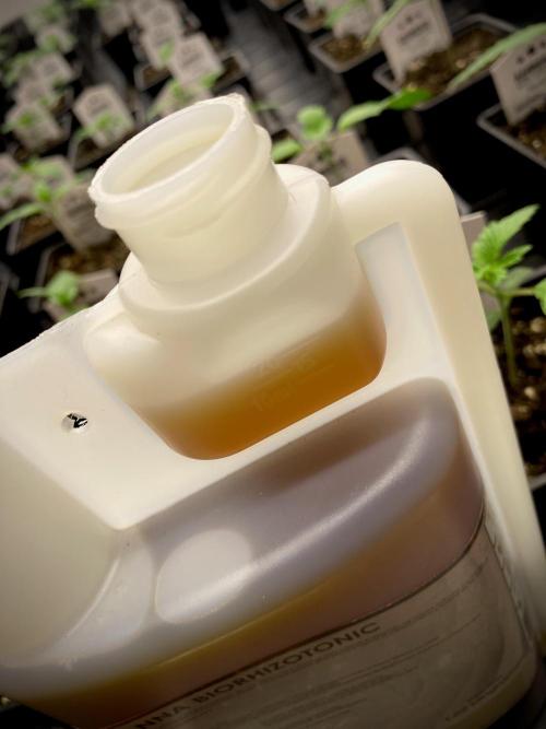 Strawberry Haze Auto by Kannabia. Week 3 - 40ml x litro de Bio Rhizotonic.