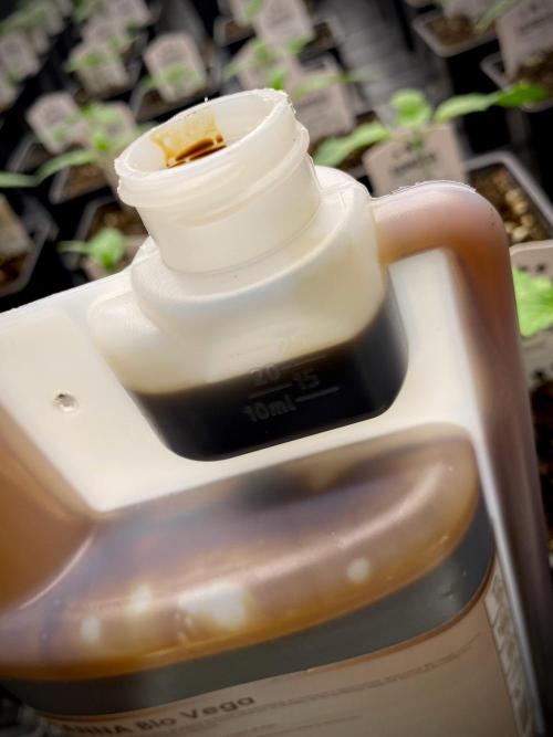 Strawberry Haze Auto by Kannabia. Week 3 - 20ml x litro de Bio Vega.