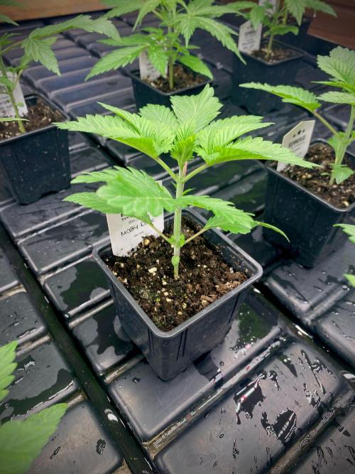 Moby Dick by Kannabia. Week 4 - Moby Dick.