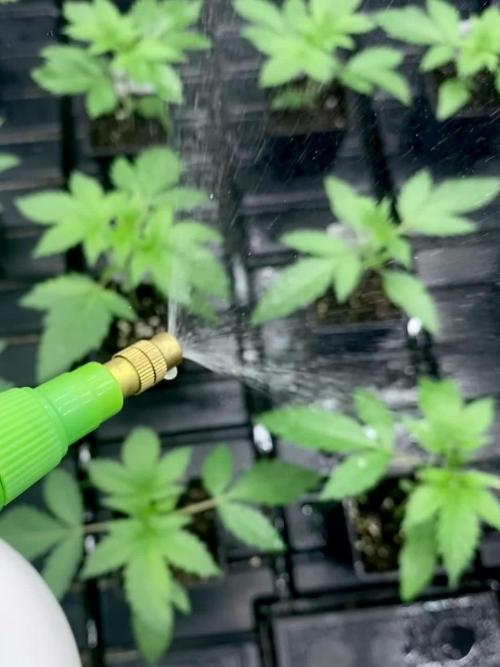 Moby Dick by Kannabia