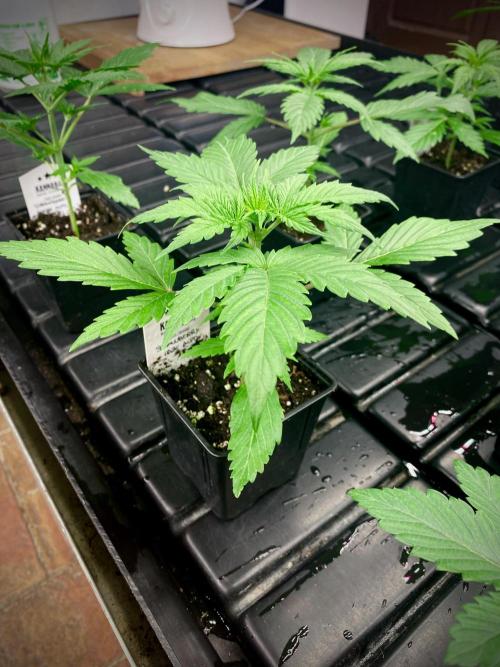 Strawberry Haze Auto by Kannabia. Week 4 - Strawberry Haze Auto.