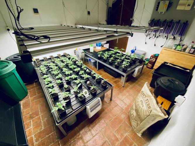 Strawberry Haze Auto by Kannabia. Week 4 - Vista general de la sala.