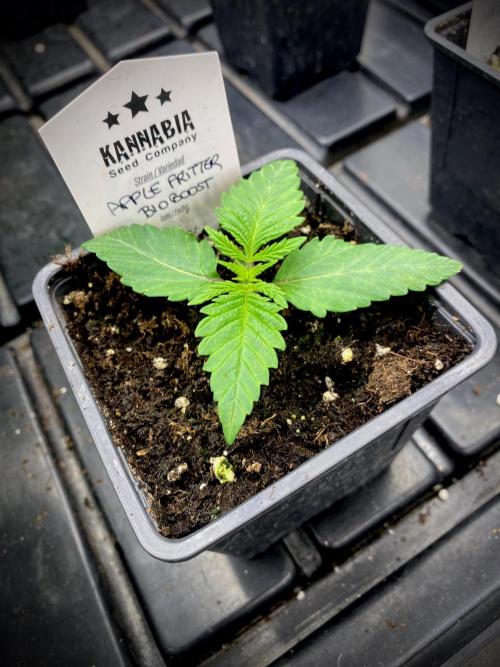 Apple Fritter BioBoost vs Apple Fritter. Week 1 - Apple Fritter BioBoost.