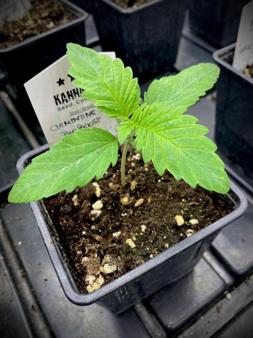 Clementine Slush BioBoost vs Clementine. Week 1 - Clementine Slush BioBoost.