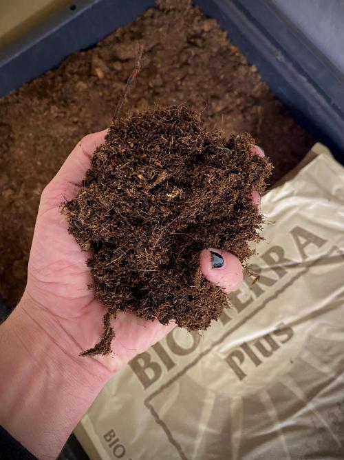 Clementine Slush BioBoost vs Clementine. Week 1 - Sustrato Bio Terra Plus.