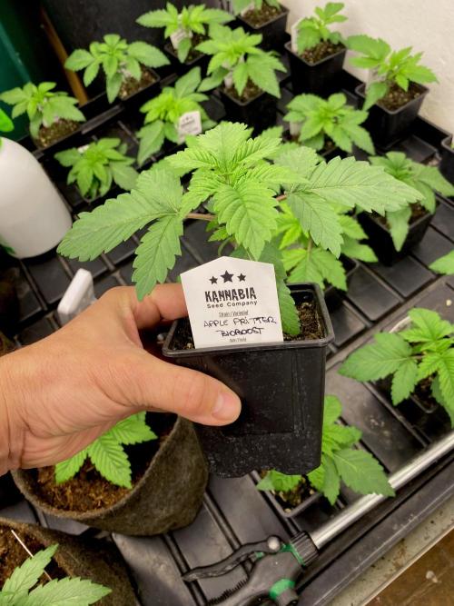 Apple Fritter BioBoost vs Apple Fritter. Week 2 - Apple Fritter BioBoost.