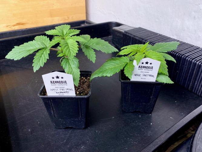 Apple Fritter BioBoost vs Apple Fritter. Week 2 - Apple Fritter BioBoost vs Apple Fritter.