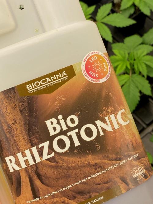 Apple Fritter BioBoost vs Apple Fritter. Week 2 - Bio Rhizotonic.