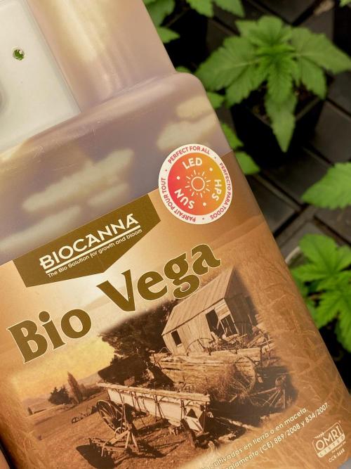 Apple Fritter BioBoost vs Apple Fritter. Week 2 - Bio Vega.