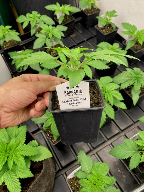 Clementine Slush BioBoost vs Clementine. Week 2 - Clementine Slush.